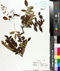 Gleditsia aquatica image