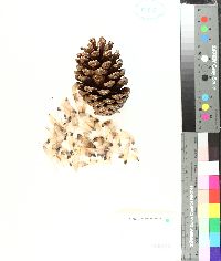 Pinus elliottii image