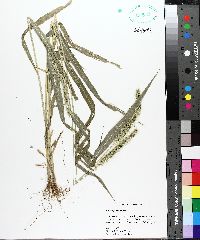 Setaria faberi image