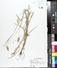 Phalaris caroliniana image