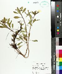 Ludwigia grandiflora image