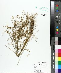 Juncus diffusissimus image