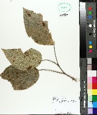 Broussonetia papyrifera image