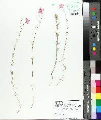 Sabatia campanulata image