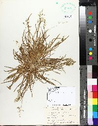 Poa sylvestris image