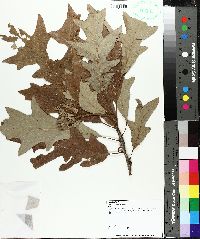 Quercus lyrata image