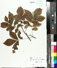 Carya myristiciformis image