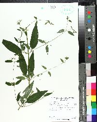 Lysimachia radicans image