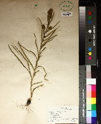 Liatris squarrosa image