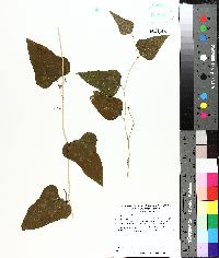 Smilax bona-nox image