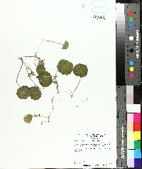 Hydrocotyle verticillata image