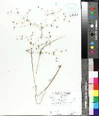 Juncus diffusissimus image