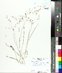 Juncus diffusissimus image