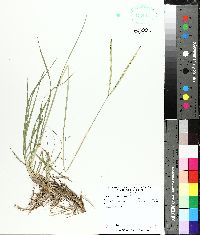 Paspalum notatum image