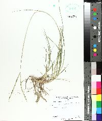 Paspalum notatum image