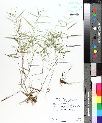 Dichanthelium dichotomum image