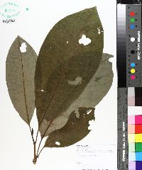 Magnolia tripetala image