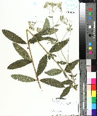 Eupatorium album image