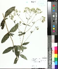 Eupatorium album image