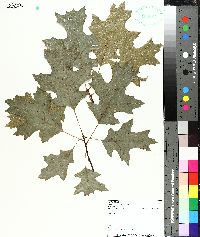 Quercus coccinea image