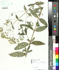 Eupatorium album image