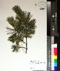 Pinus monticola image