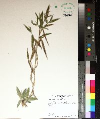 Dichanthelium scoparium image