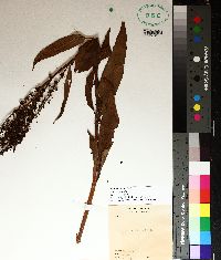 Rumex obtusifolius image