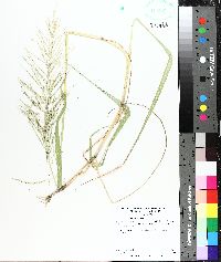 Leptochloa panicea image