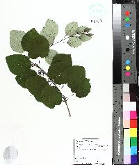 Cercidiphyllum japonicum image