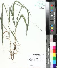 Chasmanthium sessiliflorum image