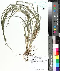 Carex louisianica image