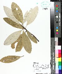 Magnolia virginiana image