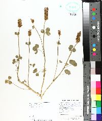 Trifolium incarnatum image