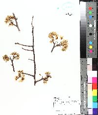 Pyrus communis image