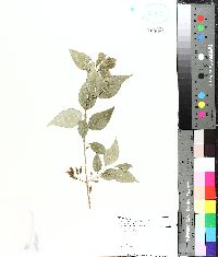 Forestiera acuminata image