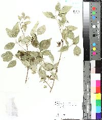 Forestiera acuminata image