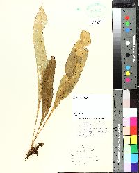Campyloneurum aphanophlebium image