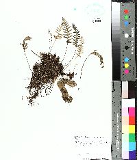 Pleopeltis polypodioides image