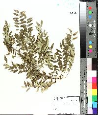 Gleditsia aquatica image