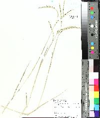 Paspalum notatum image