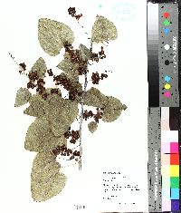 Nephroia carolina image