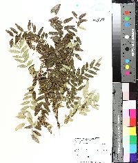 Gleditsia aquatica image