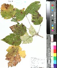 Toxicodendron pubescens image