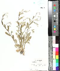 Myosotis macrosperma image