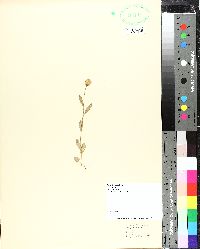 Polygala lutea image