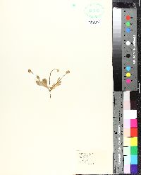 Polygala lutea image