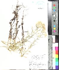 Pseudognaphalium helleri image