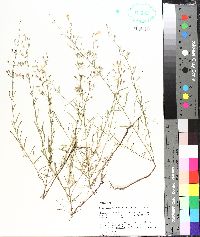 Dicerandra linearifolia image