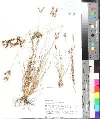 Fimbristylis tomentosa image